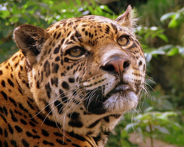 Jaguar från Edinburgh Zoo. Foto: Pascal Blachier via Wikipedia