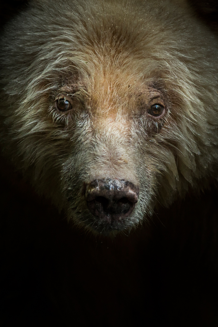 En av British Columbias vita björnar. Foto: Tom Svensson