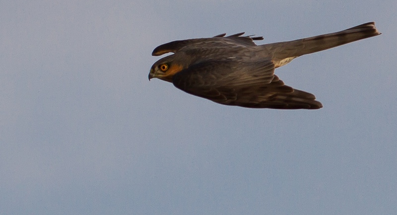 Our European sparrowhawk is one of Neil Hayward. Photo: Erik Hansson