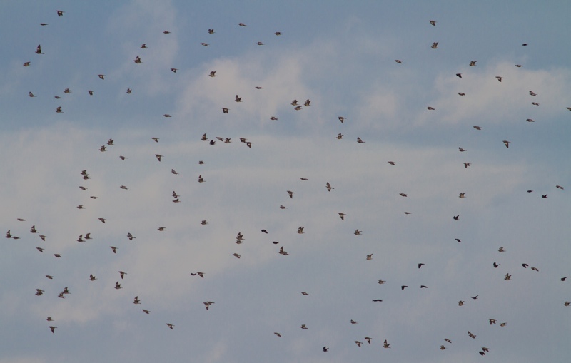 Flockar med några hundra ringduvor dyker ständigt upp på hösten. Foto: Erik Hansson
