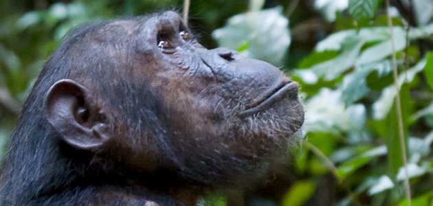 Schimpans. Foto: Ikiwaner via Wikimedia