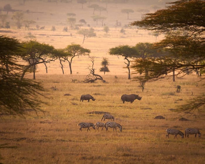 Spetsnoshörningar, Serengeti, TanzaniaÅrets absolut största ögonblick för min del. Spetsnoshörning med unge i Serengeti. Spetsnoshörningen är extremt hotad och har i princip varit utrotad i Serengeti. Genom enorma insatser har man kunnat plantera ut noshörningar som har bevakats dygnet runt, med parkvakternas liv som insats, och tjuvjakten har gjort det svårt att få populationen att växa. Men genom hårt arbete har man lyckats och i dagsläget finns ett 30-tal spetsnoshörningar i Serengeti. De senaste åren har man försökt hålla dem i en speciell del av nationalparken som turisterna inte kan besöka för att kunna skydda dem. Bilden är tagen samma dag som strutsen ovan - vi var sena till vår camp och skymningen föll. Vi åkte genom ett sagolikt vackert landskap i området Moru i Serengeti, då vår chaufför plötsligt stannar och spanar mot kullarna, och som om kvällen inte redan var magisk nog - där stod de. 