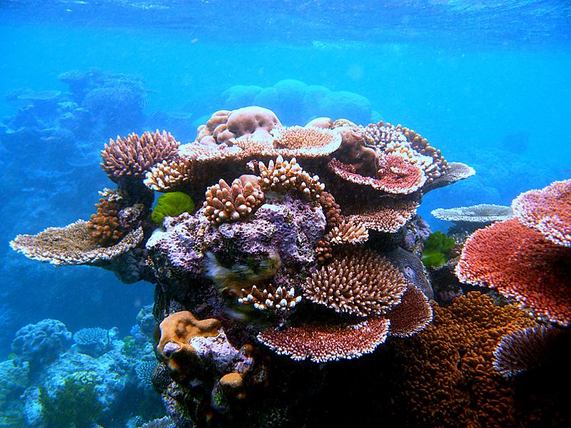 Koraller i Stora barriärrevet. Foto: Toby Hudson via Wikimedia Commons