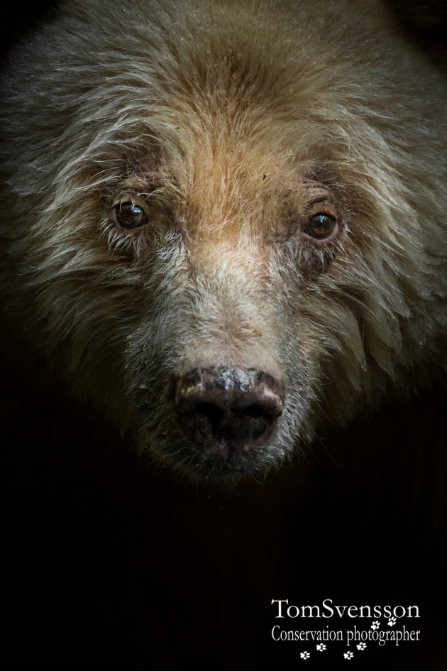 Vit björn