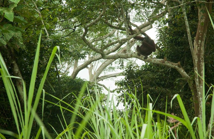 I februari-mars var jag en resa till Borneo, en resa som jag sent glömmer. Det var spännande att se dessa orangutanger i deras naturliga miljö. Orangutangen är allvarligt hotad av utrotning och nära 90 procent av populationen har försvunnit de senaste femtio åren, vilket till stor beror på att regnskogen, deras livsmiljö, försvinner i snabb takt.  En av de största anledningarna bakom avskogningen är den snabba expansionen av oljepalmsplantager.