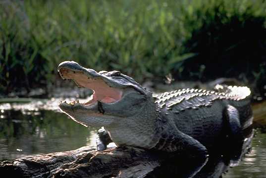 Mississippialligator. Foto: U.S. Fish and Wildlife Service via Wikipedia Commons