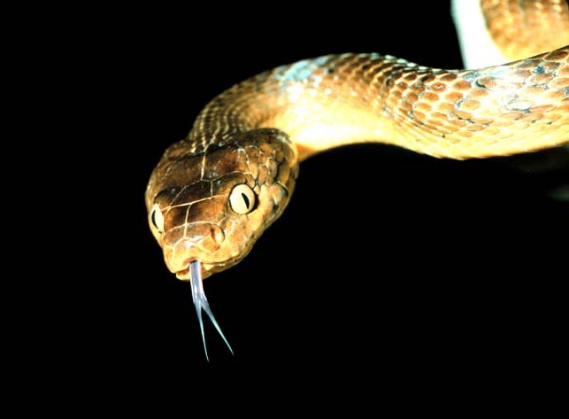 Brown tree snake (Boiga irregularis). Foto: PD USGov Interior NPS via Wikimedia Commons