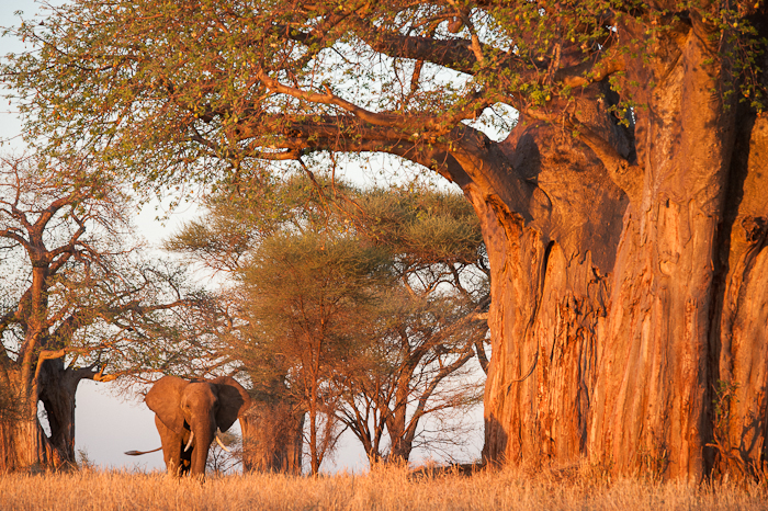 Afrikansk elefant. Foto: Marie Mattsson