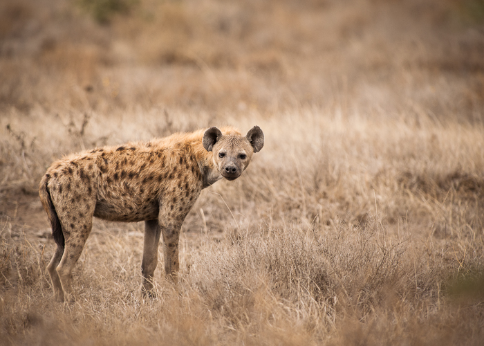 Hyena marie_mattsson-13