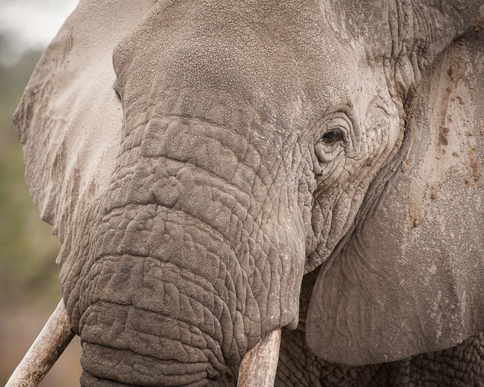 Elefant. Foto: Marie Mattsson