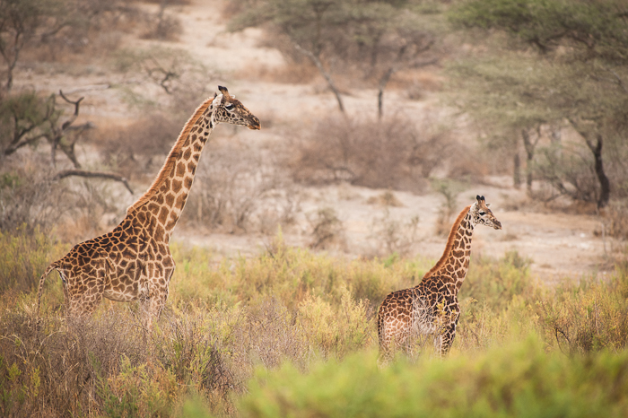Giraffer. Foto: Marie Mattsson