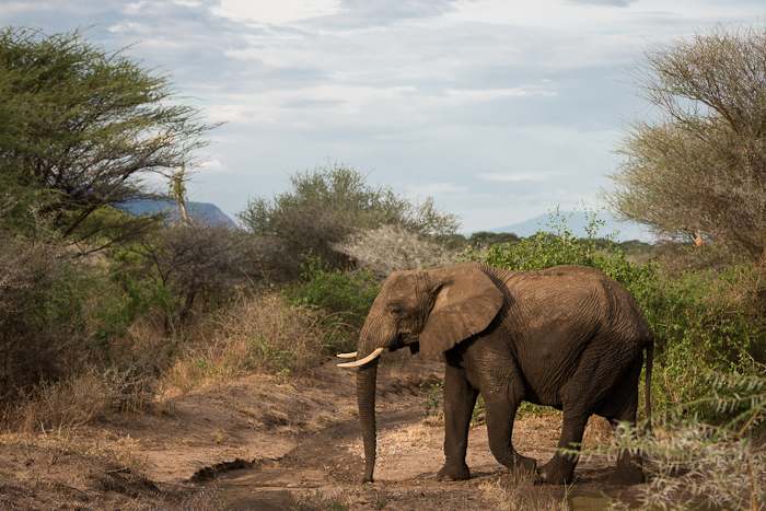 Elefant.  Foto: Marie Mattsson