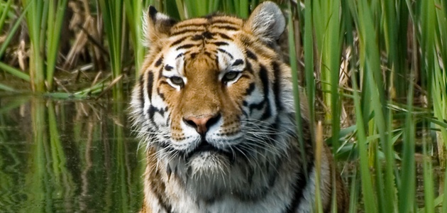 Tiger. Foto: Bob Jagendorf via Wikimedia