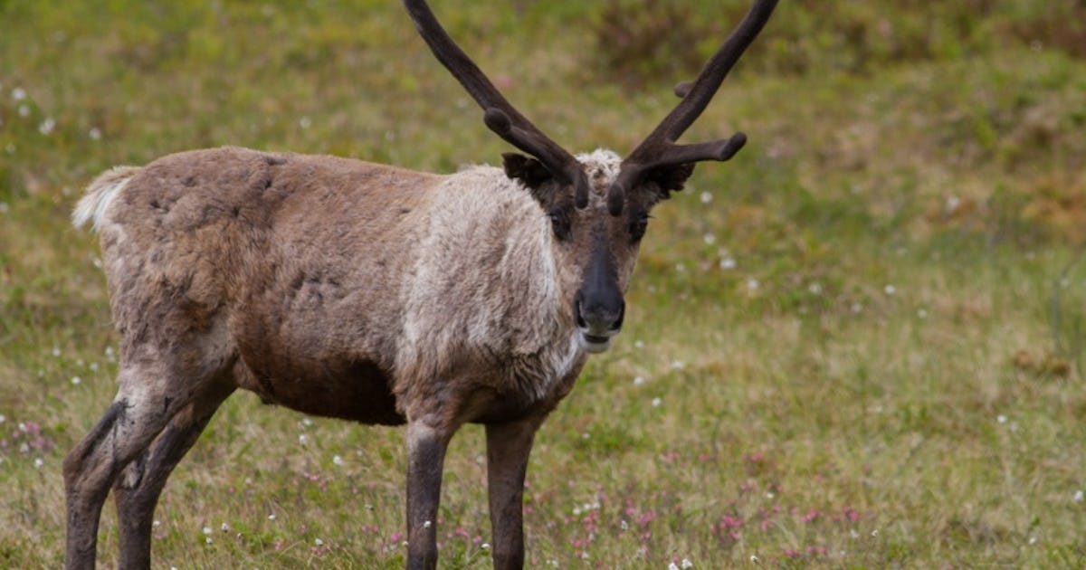 www.natursidan.se