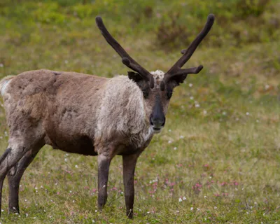 Renars Reksna Renar – Natursidan