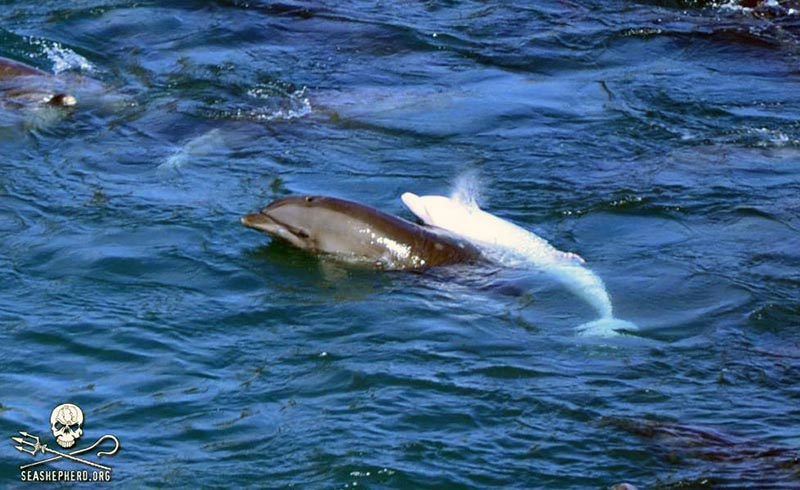 Delfiner som ska fångas in och säljas till djurparker av japanska fiskare. Foto: Sea Shepherd