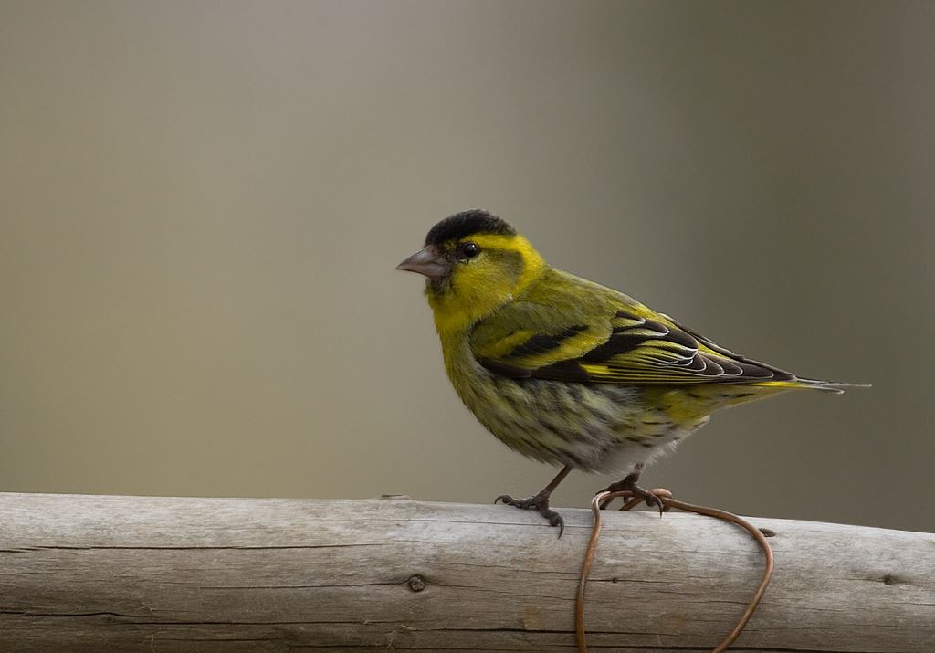 Utpräglad flockfågel, hörs ofta kvittrande när de anländer fågelborden. Foto: Marie Gillander