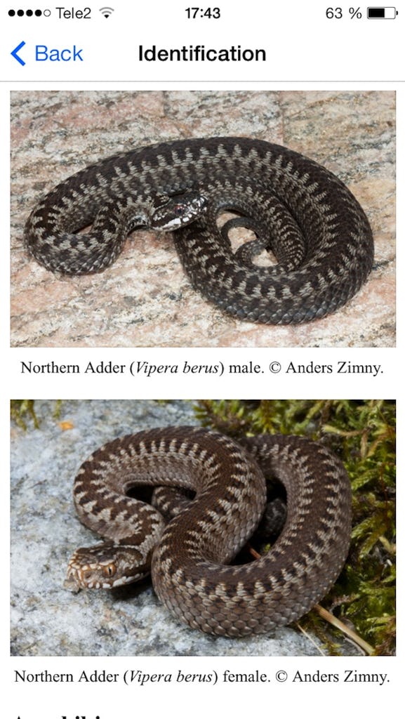 Det finns gott om illustrerande bilder i "Reptiles & amphibians of Sweden". Här visas skillnaden mellan könen för huggormar.