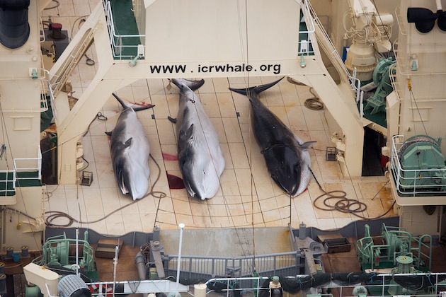 Tre döda antarktiska vikvalar ombord ett av det japanska valjaktsfartyget Nisshin Maru. Foto: Tim Watters / Sea Shepherd Australia