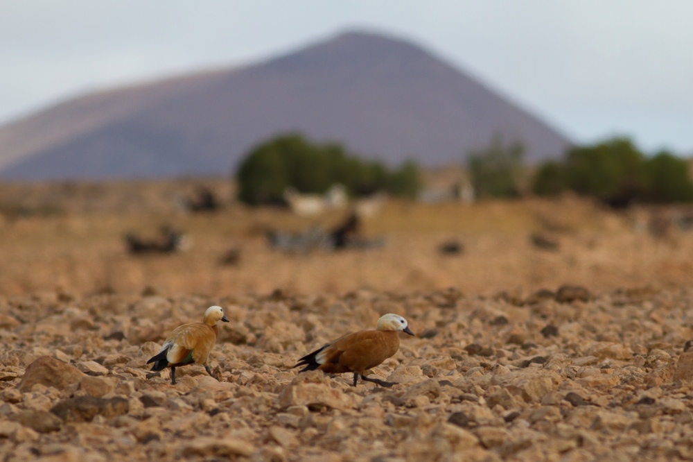 Typisk miljö på Fuerteventura. Roständer i förgrunden. Foto: Erik Hansson
