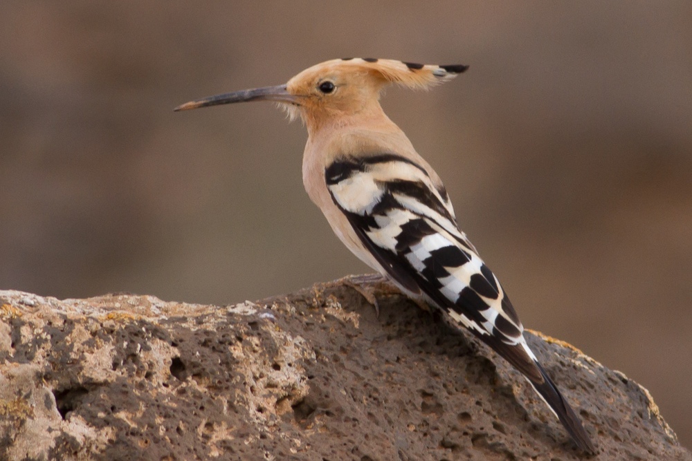Härfågel strax öster om Los Molinos på Fuerteventura. Foto: Erik Hansson