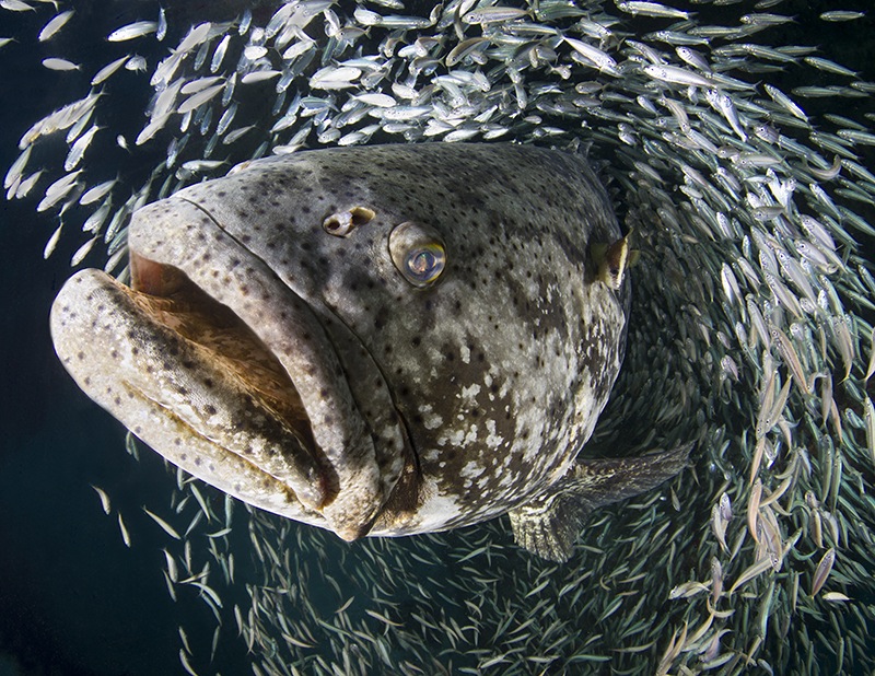 Best Student Entry<br /><br />
Laura Rock, Florida<br /><br />
Goliath grouper (Epinephelus itajara) during the annual spawning event in Jupiter, FL.