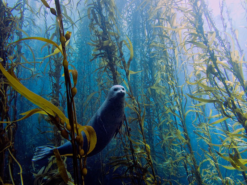Best Overall<br /><br />
Kyle McBurnie, California<br /><br />
Harbor seal (Phoca vitulina) in a kelp forest at Cortes bank, near San Diego, CA.
