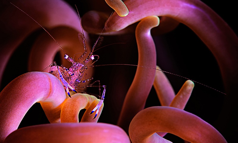 Macro 1st Place<br /><br />
Beth Watson, Missouri<br /><br />
An anemone shrimp in Puerto Galera, Philippines.