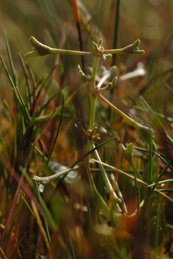 Saltmålla - Halimione pedunculata. Vallda Sandö Naturreservat. Foto: Pontus Johansson