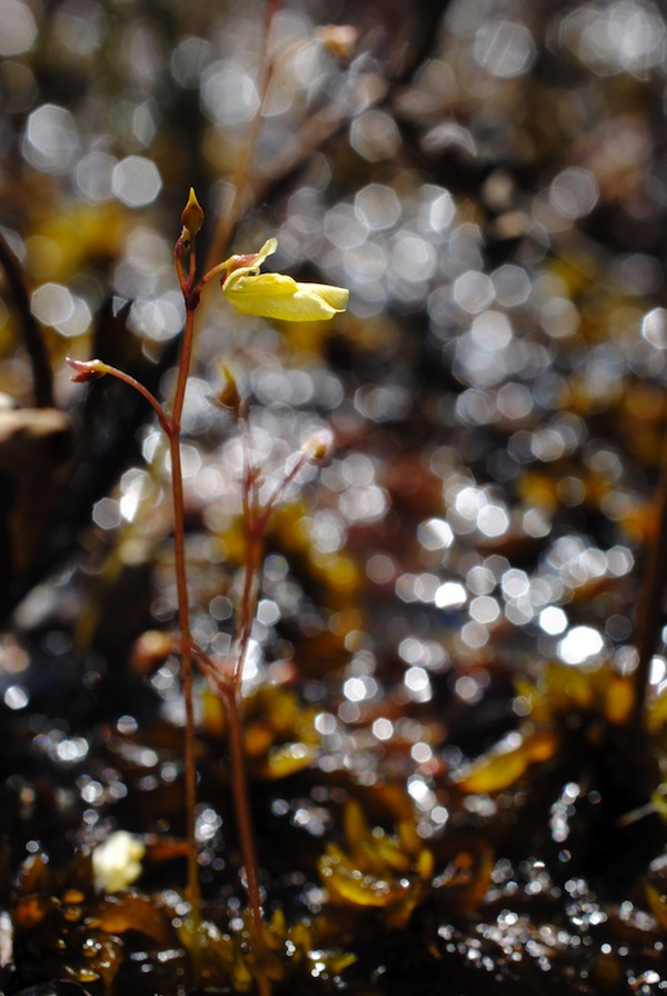 Dvärgbläddra - Utricularia minor. Naturreservat Lärkemossen. Foto: Pontus Johansson