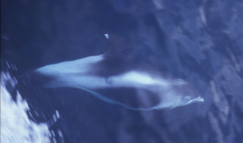 Vitnosdelfin. Foto:  Kees Camphuysen via Wikimedia