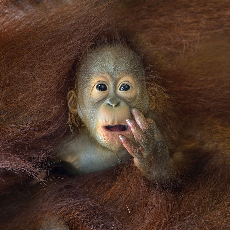 En ung orangutang som kramas av sin mor. Foto: Chin Boon Leng Nature&Wildlife 2014 Sony World Photography Awards