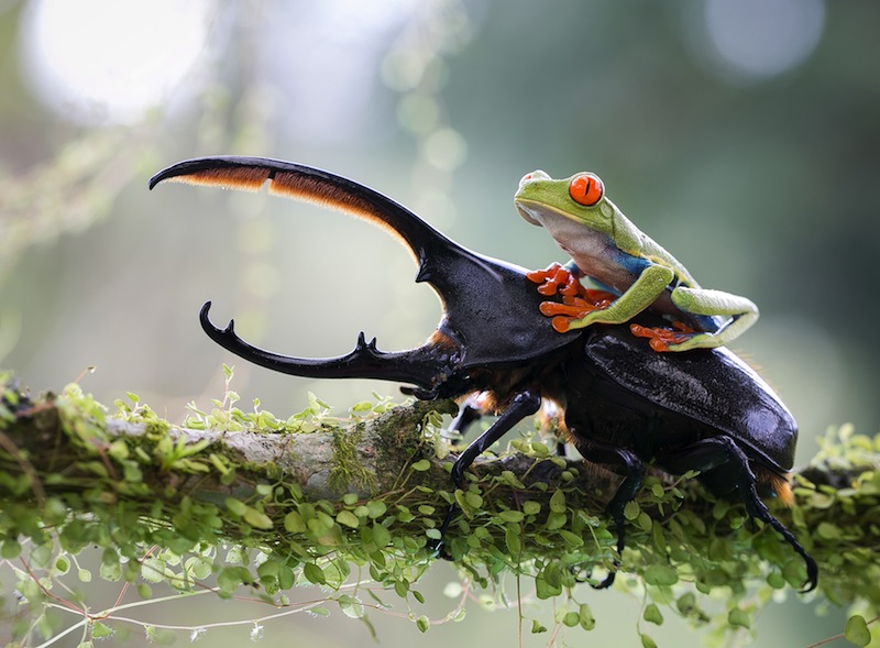 The knight and his steed, Costa Rica. Foto: Nicolas Reusens Nature&Wildlife 2014 Sony World Photography Awards