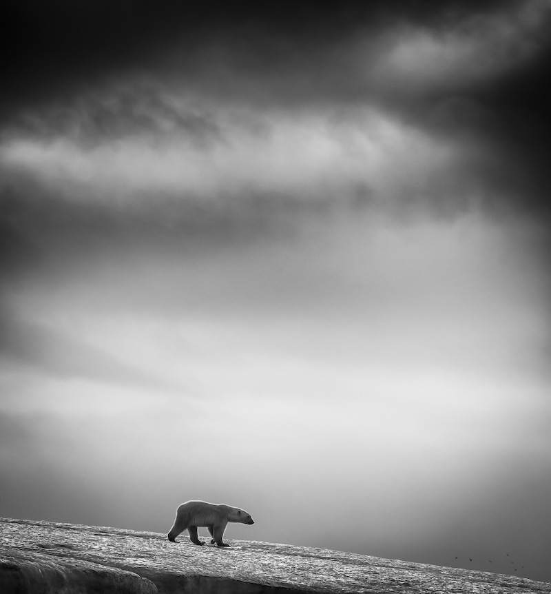 Foto: Wilfred Berthelsen, Norge, Sony World Photography Awards