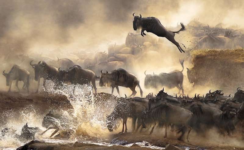 Gnuer som flyttar genom Kenya varje juli. Foto: Bonnie Cheung Nature&Wildlife 2014 Sony World Photography Awards