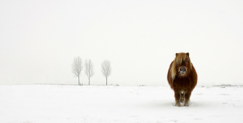 Den kalla ponyn. Foto: Gert Van Den Bosch Nature&Wildlife Sony World Photography Awards