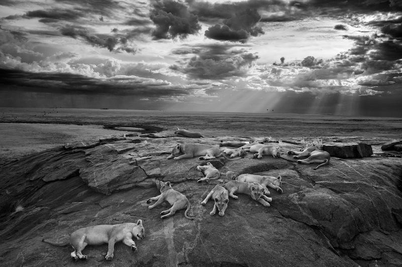 Lejon vilar nära ett vattenhål. Foto: Michael K Nichols Nature & Wildlife Sony World Photography Awards/National Geographic Society