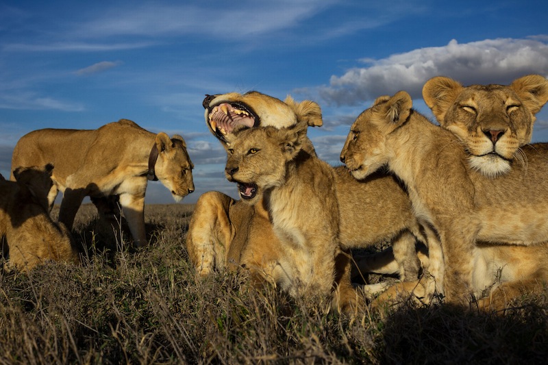 Det korta och lyckliga livet hos lejon i Serengeti. Foto: Michael K Nichols Nature & Wildlife Sony World Photography Awards/National Geographic Society