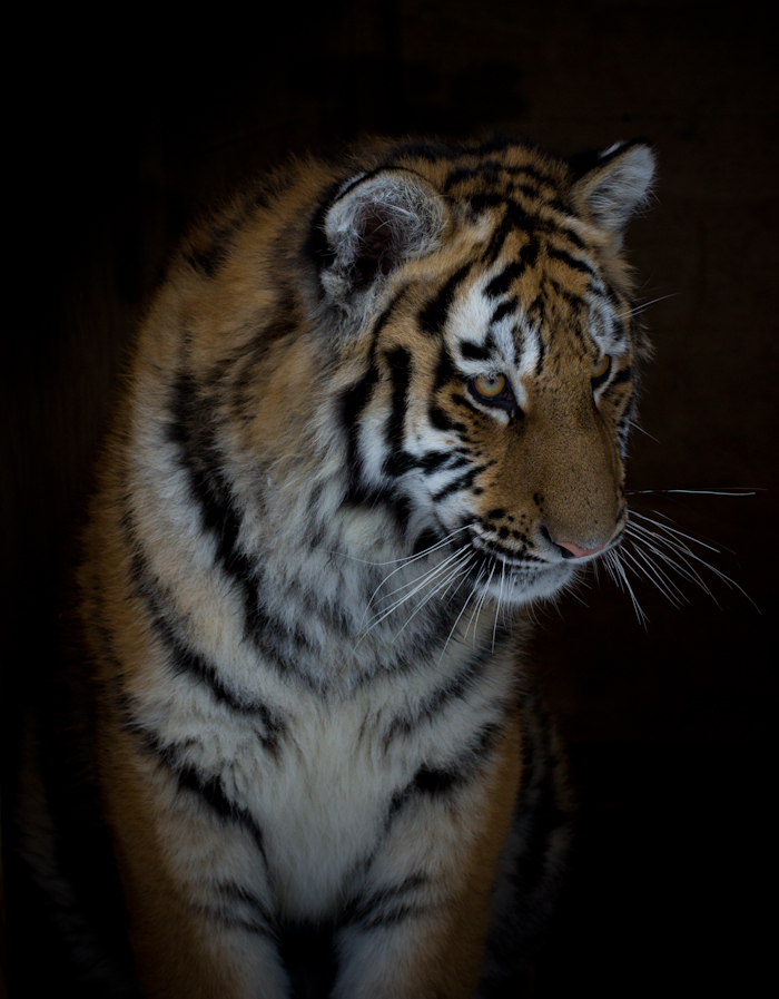 Tiger i hägn. Foto: Lisa Sihlberg