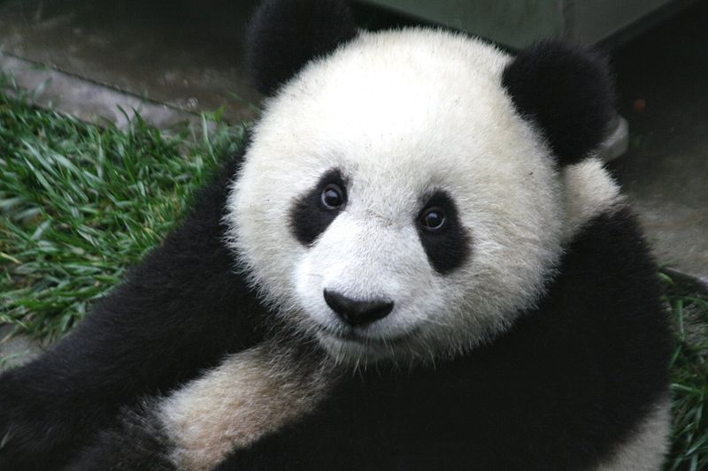 Panda. Foto: Sheilalau via Wikimedia