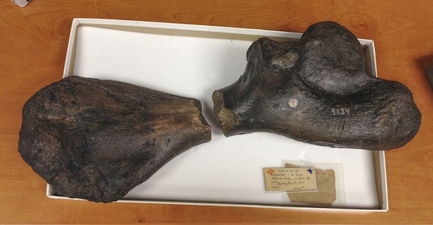 De två fossilbitarna. Foto: Drexel University Office of University Communications
