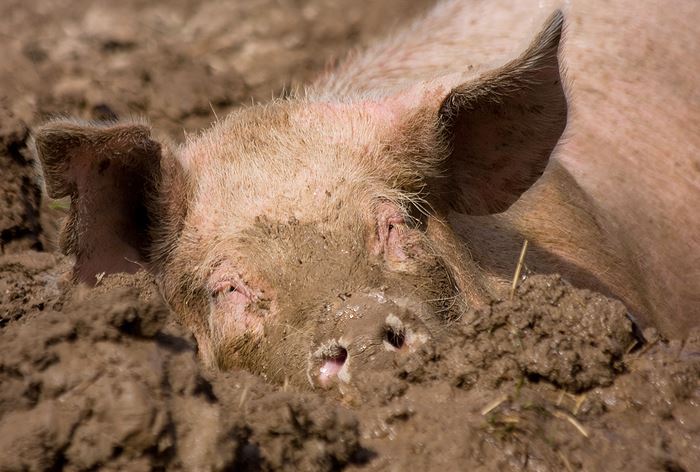 Det är troligen så här grisar vill ha det om de själva får välja. Foto: Marie Gillander