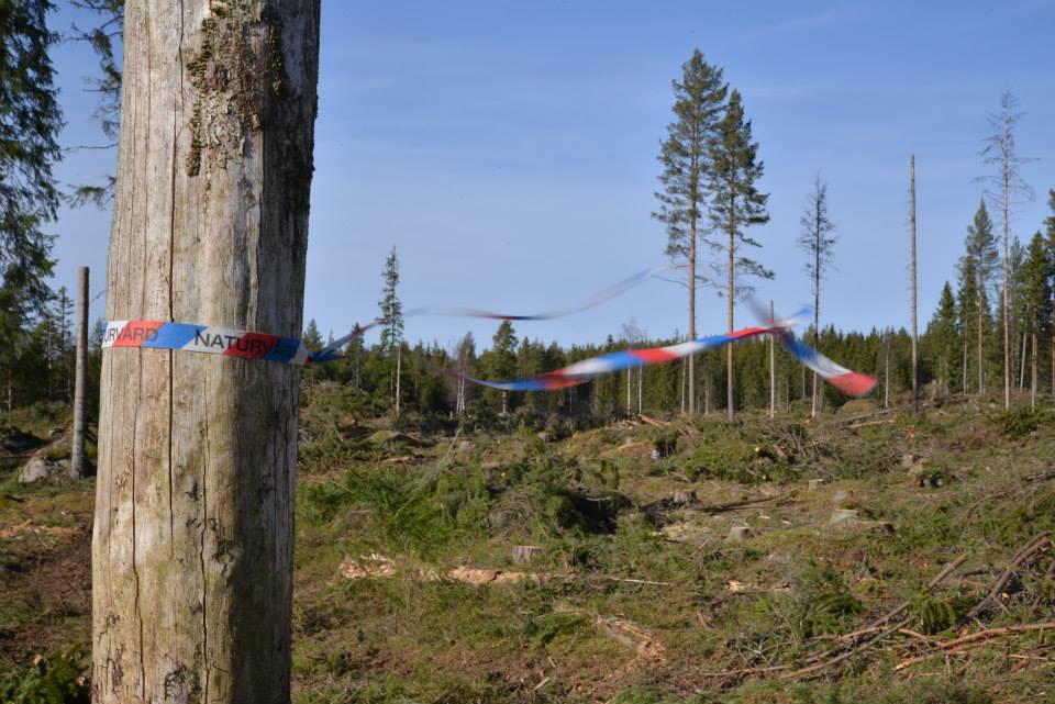 Skogen vid Kittan efter avverkningen. Foto: Sten Björklund