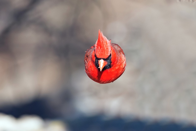 Röd kardinal. Foto: Brian E Kushner