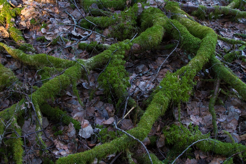 Mossbeklädda rötter i vackra mönster. Ett sådant område kan man behöva jobba med länge, i olika ljus och kanske till och med olika årstider. Foto: Erik Hansson