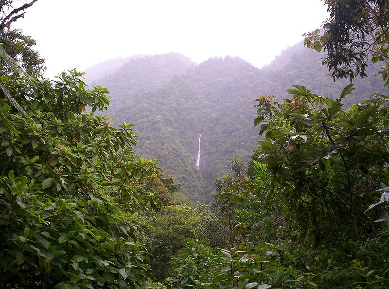 Regnskog i Costa Rica. Foto: Mardochaios via Wikimedia