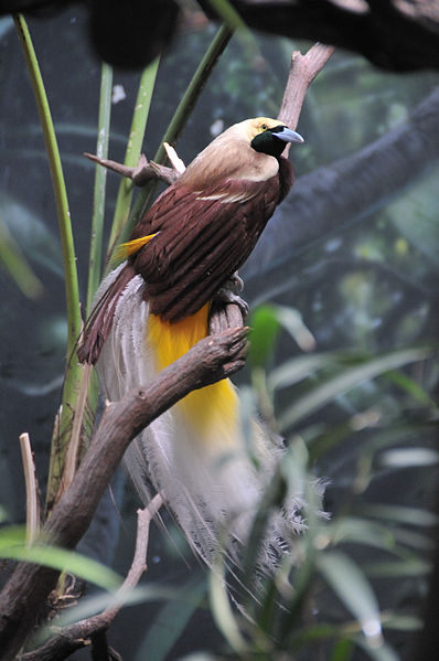 Paradisfågel. Foto: Eric Savage via Wikimedia