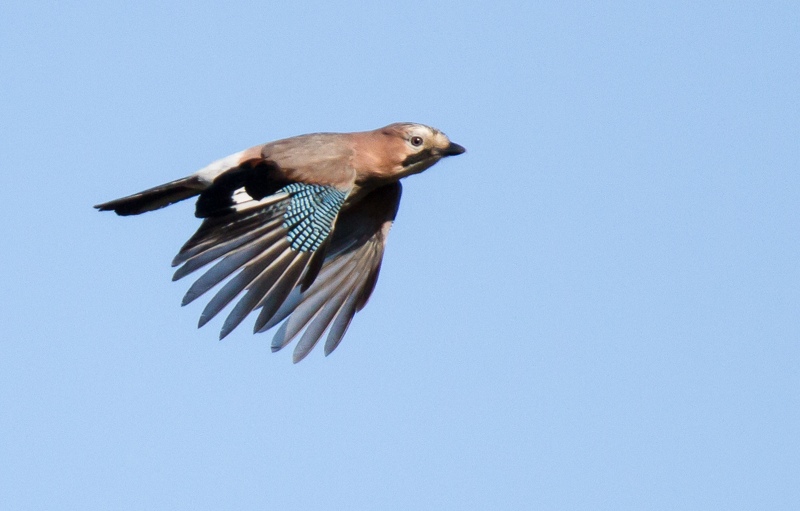 Fåglar i flykt är en större utmaning med Tamron 150-600 än med exempelvis Canons 400/5.6 på grund av långsammare autofokus.