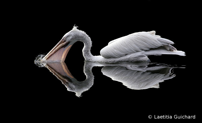 2:a. Krushuvad pelikan som fångar fisk i en sjö. Foto: Laetitia Guichard