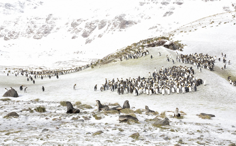 "King penguins and fur seals", Denise Ippolito (USA)